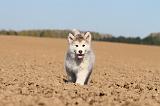 ALASKAN MALAMUTE 191
